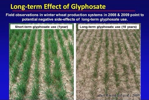 Bayer Monsanto Glyphosat - Dieser Chemiedreck ist nicht nur für Menschen schädlich, sondern vernichtet auch noch die letzten Bienenvölker in Europa